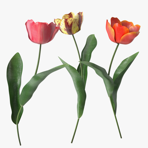 Three Colour Blooming Tulips Set 3D