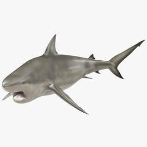 Pigeye Shark Pose 2 3D model