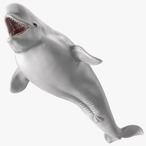 Beluga Whale Young Rigged for Cinema 4D 3D model