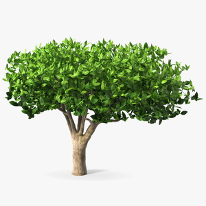 Green Tea Tree 3D model