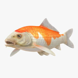 Harivake Koi Fish 3D