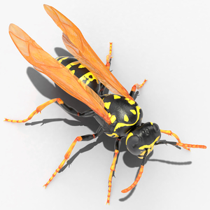 Paper Wasp Standing Pose 3D model