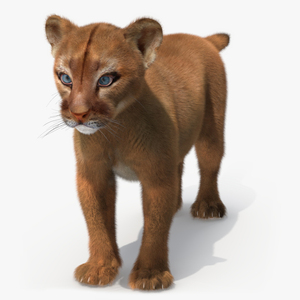 3D Puma Cub Standing Pose with Fur