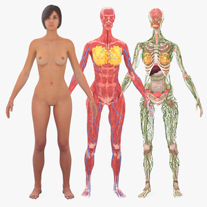 Realistic Female Full Anatomy 3D model