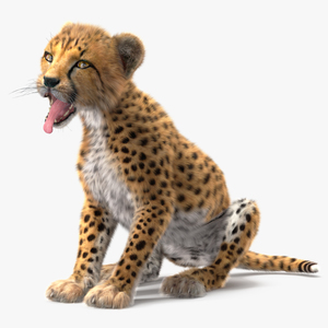 Cheetah Cub Fur Rigged 3D