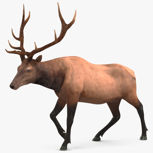 3D model Realistic Elk Rigged