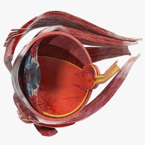 3D Cross-Section of the Human Eye Right Part