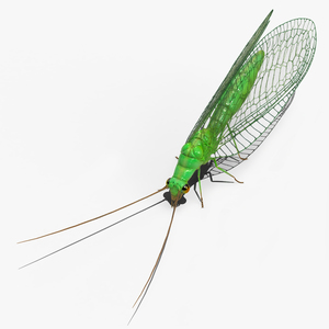 3D model Chrysopa Oculata Fur