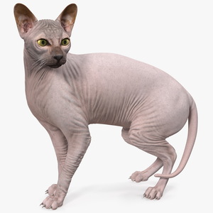 Dark Solid Color Sphynx Cat 3D
