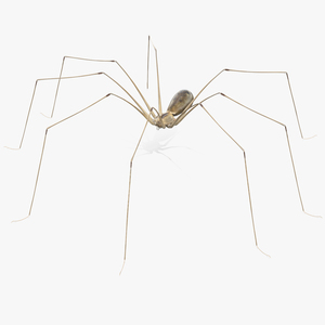 3D Pholcus Phalangioides