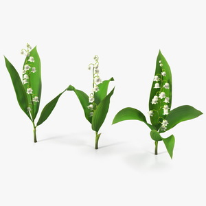 Lily of the Valley 3 Branches 3D model