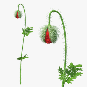 Poppy Flower Plant Bud 3D