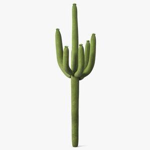 Mexican Cactus 3D model