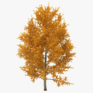 3D model Yellow Poplar Tree Autumn