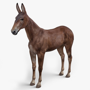 Mule Dark 3D model