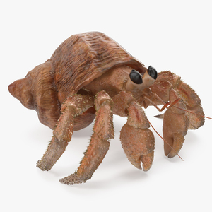 3D model Hermit Crab with Fur