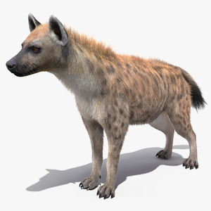 Hyena Neutral Pose Fur 3D