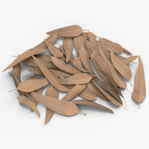 Heap of Dry Eucalyptus Leaves 3D model