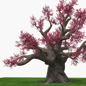 3D model Blossoming Cherry Tree on Grass Fur