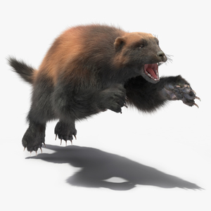 3D Wolverine Dark Color Fur Rigged