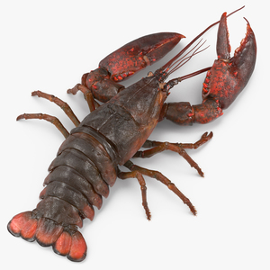 3D Lobster Pose 3 with Fur model