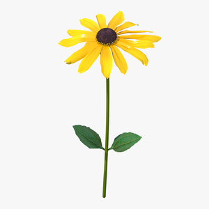 Rudbeckia Hirta Black Eyed Susan Flower 3D model