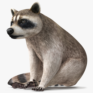 3D model Raccoon Sitting Pose