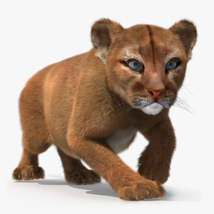 3D Puma Cub Sneaking Pose with Fur