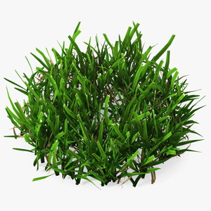 3D Grass Patch