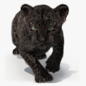 3D model Black Leopard Cub Sneaking Pose with Fur