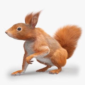 3D Red Squirrel Fur Rigged model