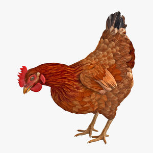 3D model Brown Chicken Eating