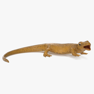 Smooth Newt Rigged for Cinema 4D 3D