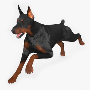 Doberman Pinscher Running Fur 3D model