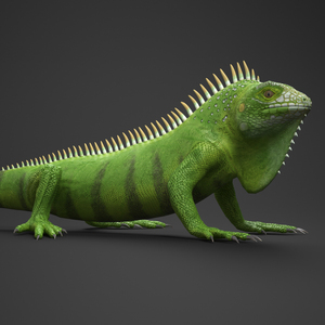 3D Realisic Iguana Reptile model