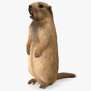 3D model Groundhog Standing on Hind Legs Fur