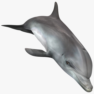 Dolphin Swimming Animated for Cinema 4D 3D model