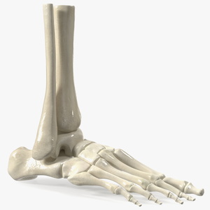 3D Medical Anatomical Human Skeleton Foot model