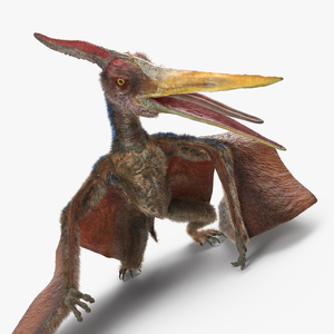 3D Pteranodon Standing Pose with Fur model