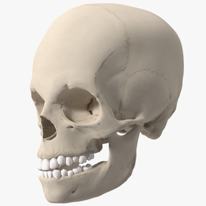 Boy Anatomy Skull 3D