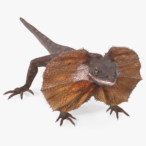 Frilled Lizard 3D model