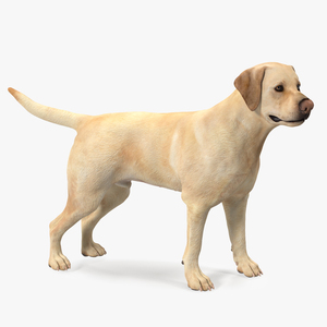 Labrador Dog White Standing 3D