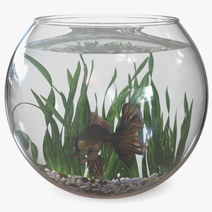 Round Aquarium with Black Moor Goldfish 3D model