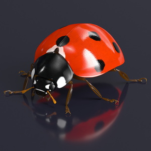 Realistic Ladybug Insect 3D model