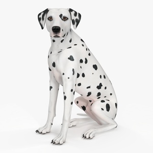 3D Dalmatian Dog Sitting Pose