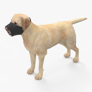 3D model Labrador with Nylon Dog Muzzle