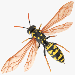 3D model Vespid Wasp Fur