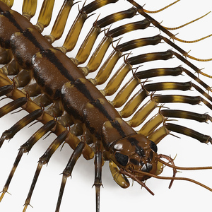 3D Scutigera Coleoptrata