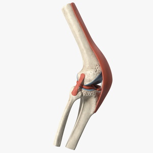 3D Knee Joint Model Rigged model