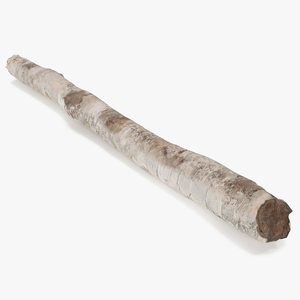 Short White Birch Pole 3D